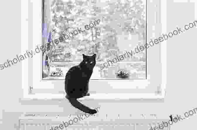 A Black Cat Sitting On A Windowsill Calm Down Little Black Cat: Clever Baby