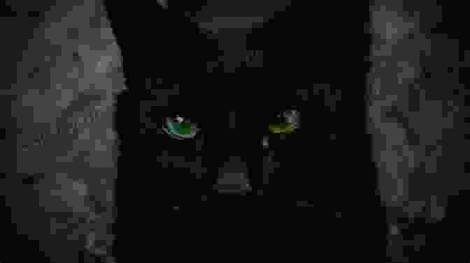 A Black Cat With Big Green Eyes Calm Down Little Black Cat: Clever Baby