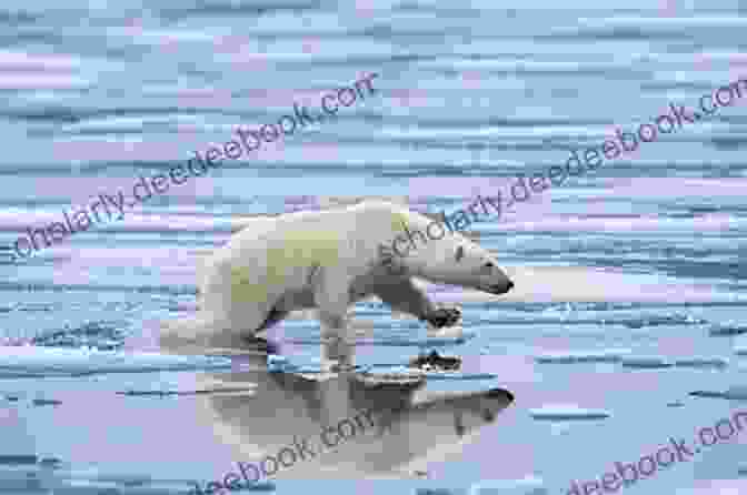 A Close Up Shot Of A Polar Bear Standing On An Ice Floe, Surrounded By A Vast Expanse Of Frozen Ocean. Siberian Passag: An Explorer S Search Into The Russian Arctic