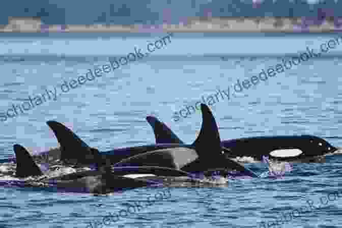 A Family Of Orcas Swims Together At Thunder Creek Ranch Orca Echoes Thunder Creek Ranch (Orca Echoes)