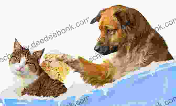 A Photo Of A Dog And A Cat Being Groomed Grooming Manual For The Dog And Cat