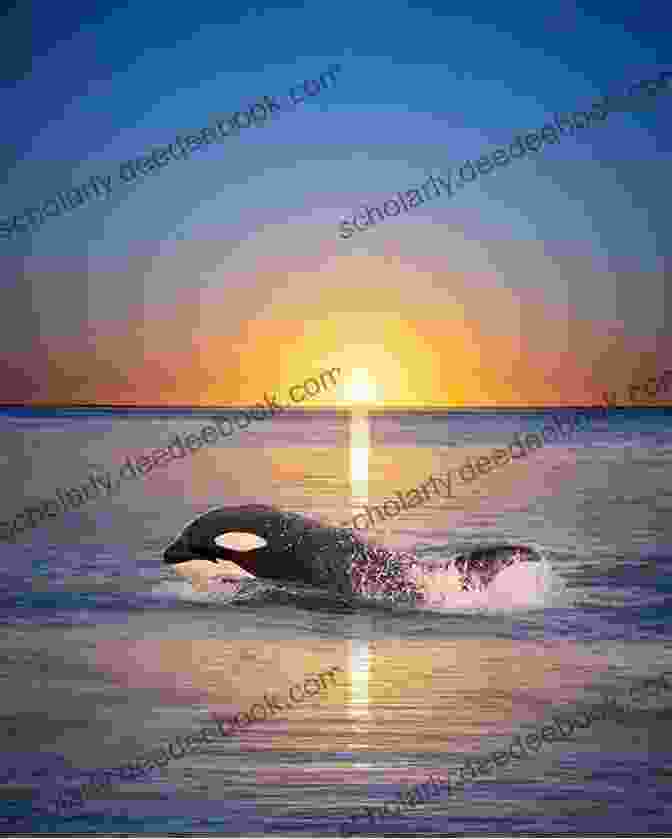 A Photographer Captures A Stunning Image Of An Orca At Thunder Creek Ranch Orca Echoes Thunder Creek Ranch (Orca Echoes)