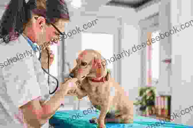 A Veterinarian Examining A Dog In A Shelter, Symbolizing The Importance Of Veterinary Care In Holistic Animal Welfare Programs. Holistic Animal Welfare Program 2 0: Through A Quantum Energy Approach