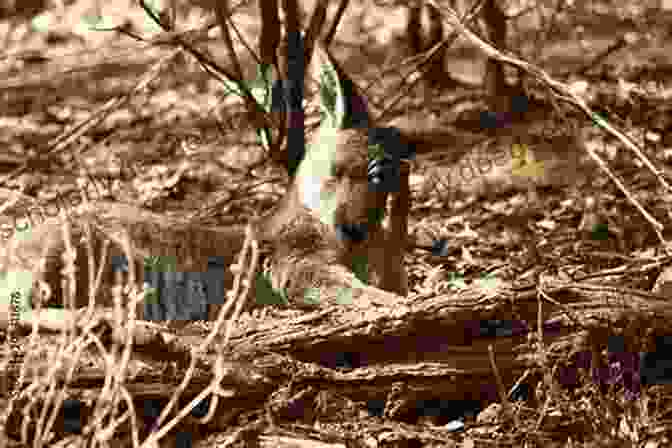 A Wallaby Resting In A Lush Forest, Surrounded By Dense Vegetation. INCREDIBLE FACTS ABOUT WALLABY: Complete Care Guide And Facts About Wallaby